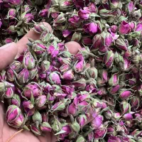 غنچه و گل باز شده گل محمدی