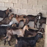 ۱۲راس کهره سرحال