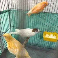 جوجه قناری نر و ماده