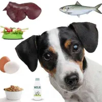 غذای حیوانات