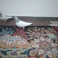 فروش 4عدد کبوتر شیخ