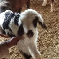 با سلام یک عدد بره شیری دو سه روزه به فروش میرسد