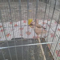 فروش سه تا جوجه فنج نرگسی شکلاتی|پرنده|شاهینشهر, شهرک میلاد|دیوار