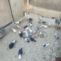 نروماده قاطی جفتی پشتی|پرنده|شیراز, شهرک پردیس|دیوار