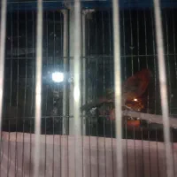 قناری مولد به شرط|پرنده|هشتگرد, شهرک راه آهن|دیوار