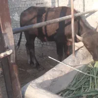 گاومیش نر
