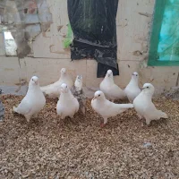 ۳جفت کفتر سفید نر ماده جفت|پرنده|بندرعباس, |دیوار