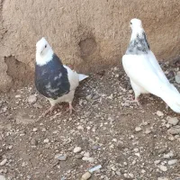 طوق الماسی ماده|پرنده|فسا, |دیوار