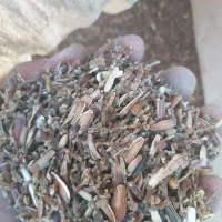 ضایعات تخمه آفتاب گردان