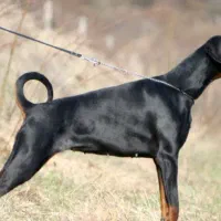 توله دوبرمن