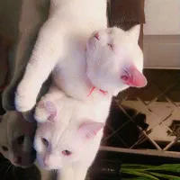 واگزاری گربه نر یکساله