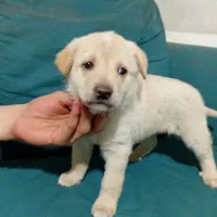 واگذاری طوله ماده سرابی