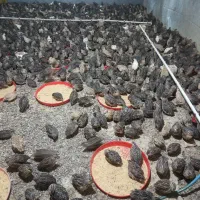 بلدرچین گوشتی