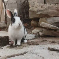 خرگوش بزرگ شده دست