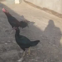 مرغ وخروس لاری