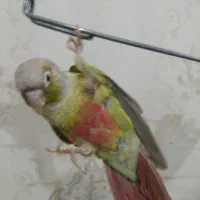 گرینچیک