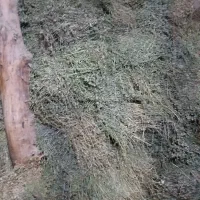 فروش یونجه خشک