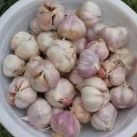 سیر محلی تازه