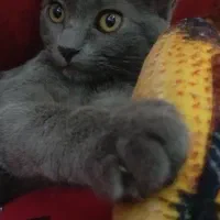 بچه گربه راشن بلو