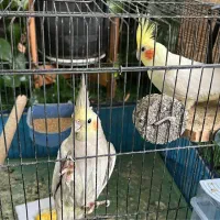 فروش یک جفت عروس هلندی همراه با تخم