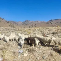 بز جوان کورکی چند قلو زا|حیوانات مزرعه|درب بهشت, |دیوار