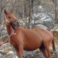 اسب