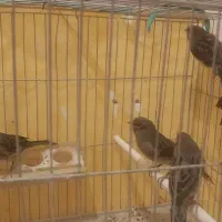 قناری سرخ نر مست و ماده اماده|پرنده|مرودشت, علیآباد|دیوار