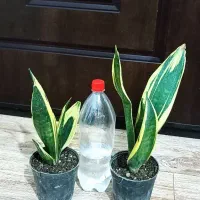 گل سانسوریا