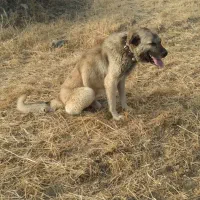 سگ پژدر|سگ|بروجرد, |دیوار