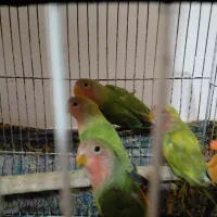 فروش طوطی برزیلی|پرنده|پیشوا, |دیوار