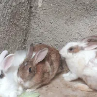 خرگوش