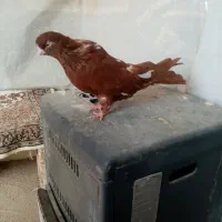 ماده سرور