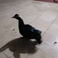 اردک اسرائیلی....|حیوانات مزرعه|بهشهر, |دیوار