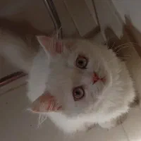 گربه