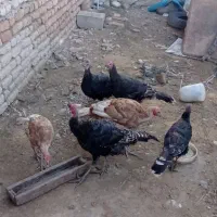 بوقلمون برنزه و بوربون|حیوانات مزرعه|گرگان, |دیوار