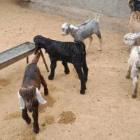 بزو بزغاله فروش|حیوانات مزرعه|آبدانان, |دیوار