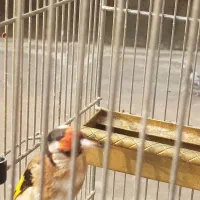 سهره|پرنده|تهران, دارآباد|دیوار