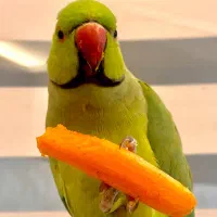 طوطی ملنگو گمشده مـژدگـانـی