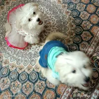 سگ پامرنروماده