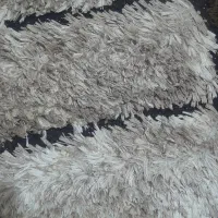 فرش ۴ متری پرز بلند|فرش|ری, دیلمان|دیوار