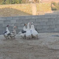 فروش غاز|حیوانات مزرعه|رامشیر, |دیوار