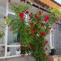 باغ ویلا و سالن قارچ