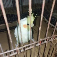 فروش عروس هلندی