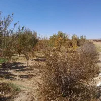 باغ ویلا|فروش خانه و ویلا|سربیشه, |دیوار