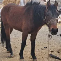 فروش فوری یه کره اسب