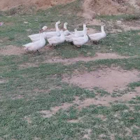 غاز قو|حیوانات مزرعه|بیله سوار, |دیوار