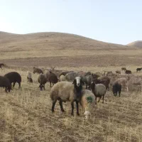 قوچ چندقلوزا نژاد اصل شال