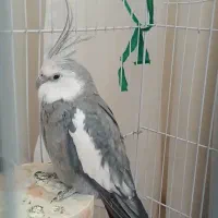 عروس هلندی|پرنده|خزل, |دیوار