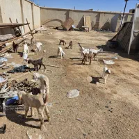 بزغاله|حیوانات مزرعه|برخوار, |دیوار