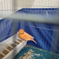 قناری ردفاکتوروفنچ گلدین|پرنده|فردیس, منظریه|دیوار